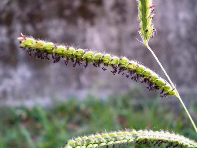 graminacea (?) - Paspalum dilatatum